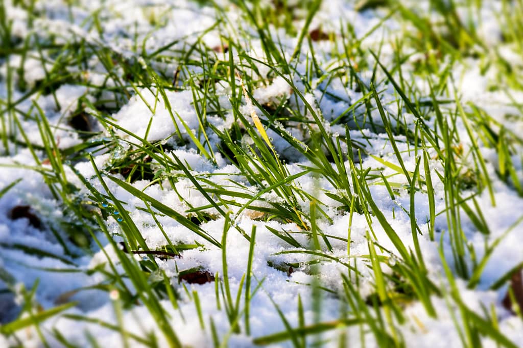 Lawn In the Snow