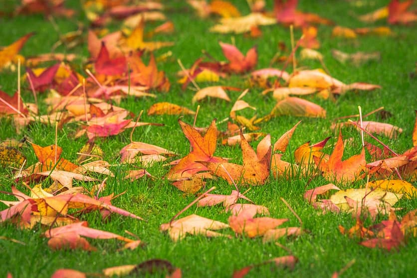 Grass in Fall