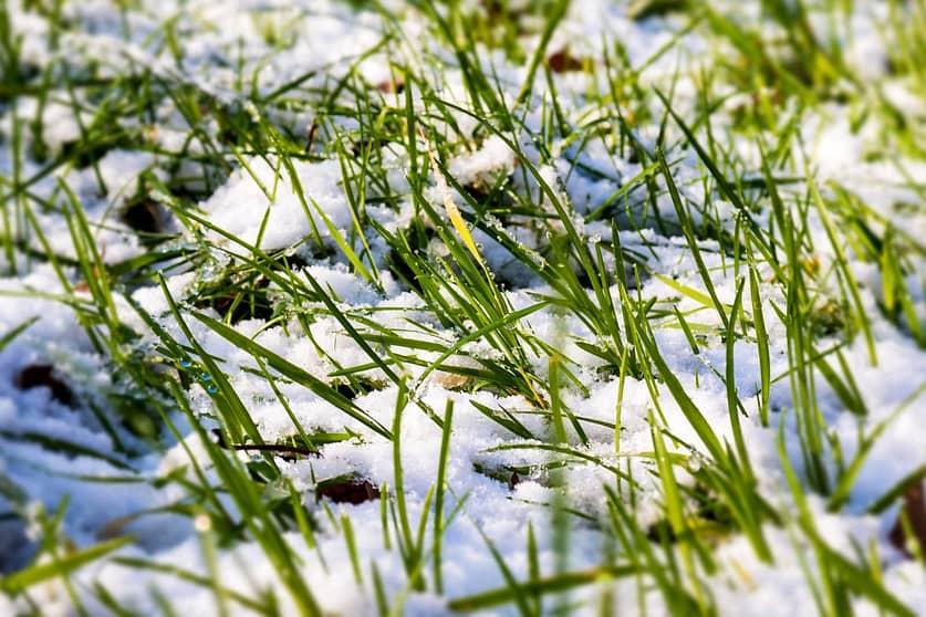 Lawn In the Snow Prepare the Lawn